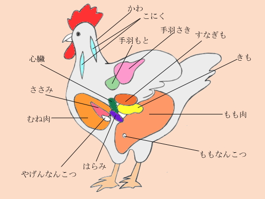 鶏肉部位説明